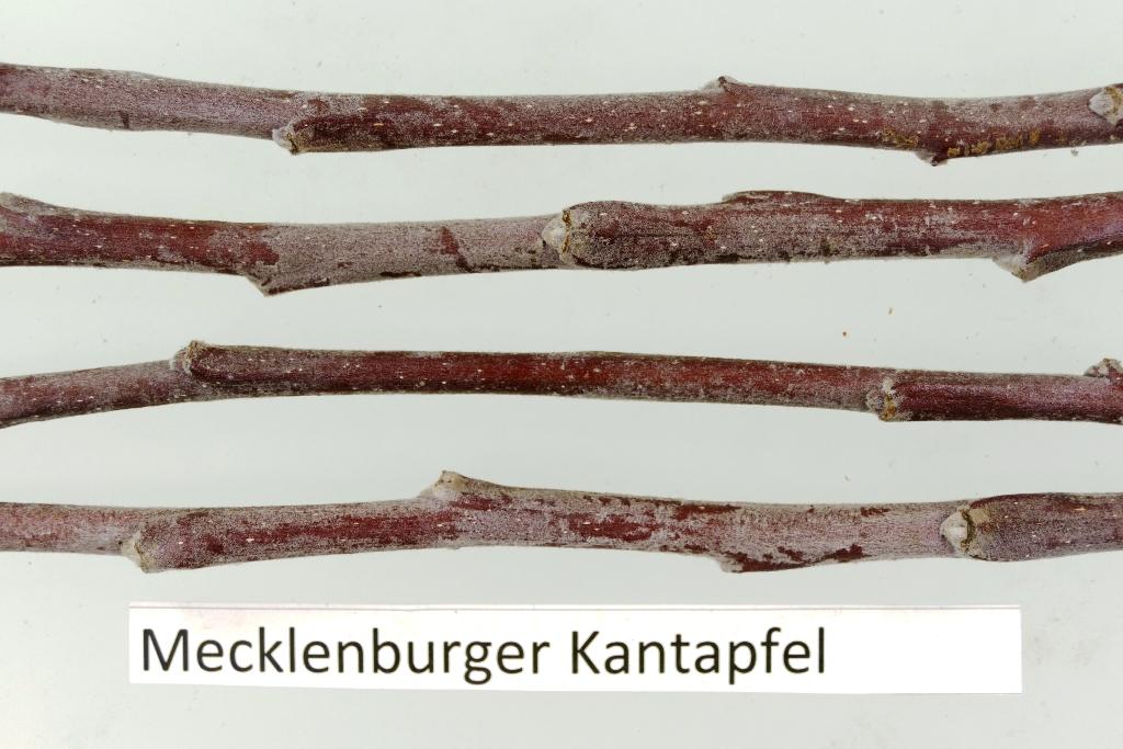 Mecklenburger Kantapfel